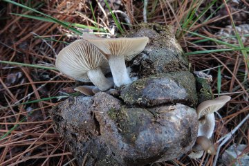 Clitocybe fimiphila: clitocibe coprófila de praderas