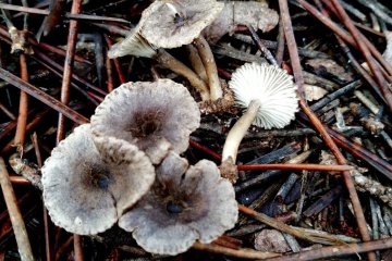 Clitocybe font-queri: clitocibe mediterráneo, hábitat e identificación