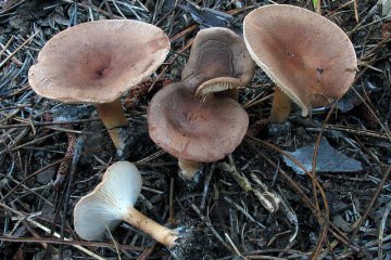 Clitocybe meridionalis: clitocybe mediterránea, hábitat e identificación
