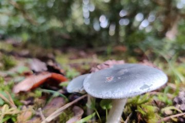 Clitocybe odora: la 'seta de anís'