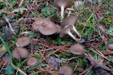 Clitocybe vibecina: clitocibe pequeña de pinares y hojarasca