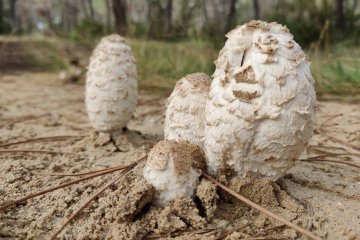 Coprinus comatus (barbuda o shaggy ink cap)