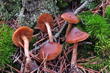 Cortinarius fulvescens: descripción, hábitat e identificación