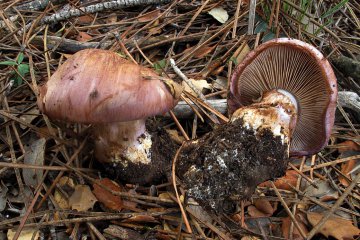 Phlegmacium balteatocumatile: cortinario violáceo viscoso, hábitat e identificación