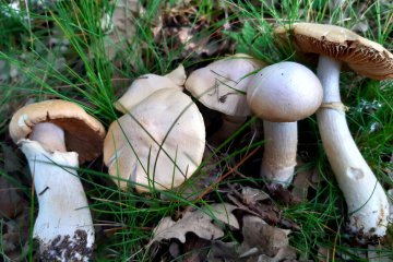 Cortinario arrugado o Cortinarius caperatus: cómo reconocerlo, temporada y comestibilidad