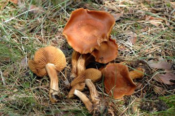 Hygronarius renidens: identificación, hábitat y comestibilidad