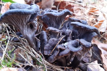 Craterellus cinereus: trompeta gris (identificacion y cocina)
