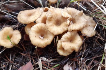 Craterellus tubaeformis: trompeta amarilla (chantarela de invierno)