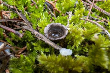 Cyathus stercoreus, hongo nido de aves del estiércol