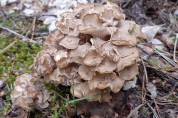 Dendropoliporus umbelatus: políporo umbelado (zhu ling)