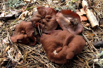Discina perlata: discina perlada o peziza abullonada