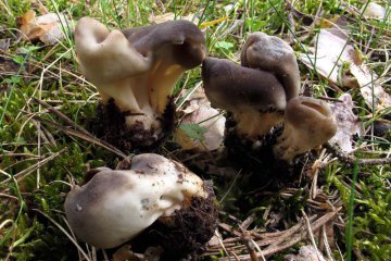 Dissingia leucomelaena: identificación, hábitat y comestibilidad
