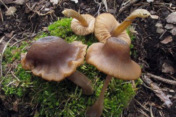 Entoloma conferendum: entoloma de sombrero cónico