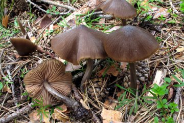 Entoloma hirtipes: entoloma de pie hirsuto
