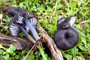 Entoloma serrulatum: identificación, hábitat y comestibilidad