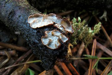 Exidiopsis leucophaea: identificación, hábitat y comestibilidad