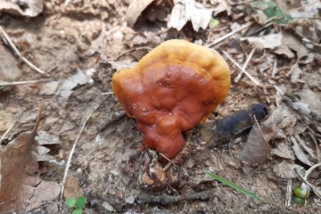 Ganoderma lucidum: reishi (yesquero barnizado)