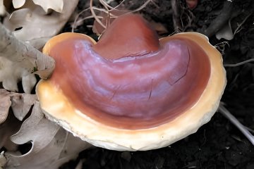 Ganoderma lucidum: reishi (yesquero barnizado)