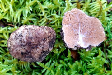 Gautieria morchelliformis: trufa falsa hipogea