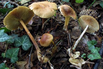 Gymnopus dryophilus: identificacion, habitat y comestibilidad