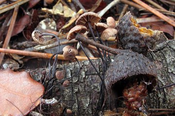 Gymnopus androsaceus: seta de pie filiforme sobre acículas