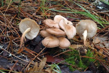 Gymnopus aquosus: seta higrófana de hojarasca y madera