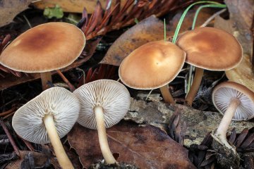 Gymnopus dryophilus: identificación, hábitat y comestibilidad
