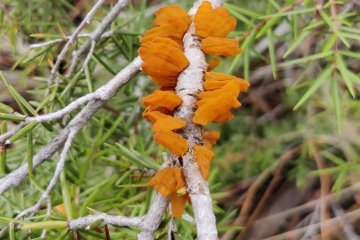 Gymnosporangium tremelloides: roya del enebro, sintomas y manejo