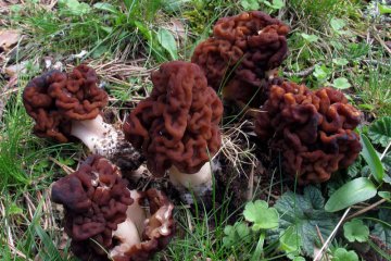 Gyromitra esculenta: falsa colmenilla tóxica y riesgos