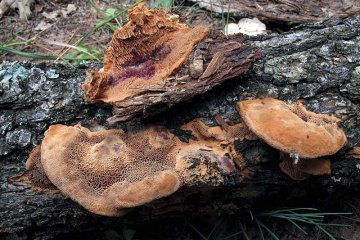 Hapalopilus rutilans: poliporo canela toxico en madera
