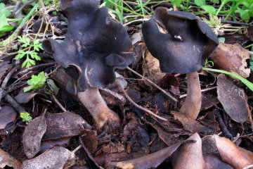 Helvella atra, helvela negra