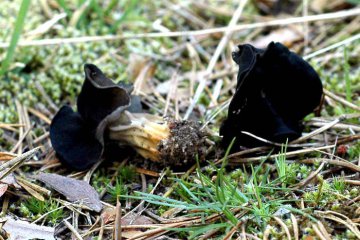 Helvella lacunosa, helvela de pie acanalado