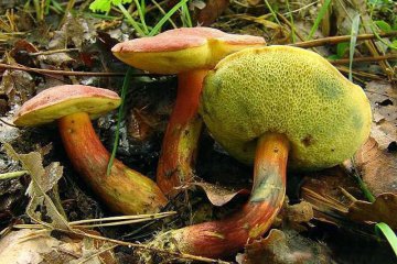 Hortiboletus rubellus: boleto rojizo