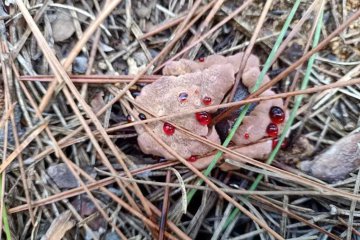Hydnellum peckii: el hongo sangrante de los bosques