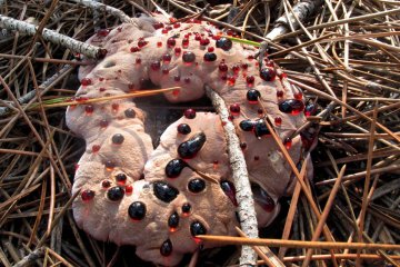 Hydnellum ferrugineum: hongo de dientes ferruginoso