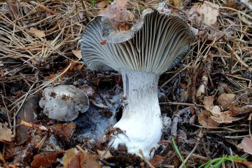 Hygrophorus marzuolus: ficha completa de la seta de marzo