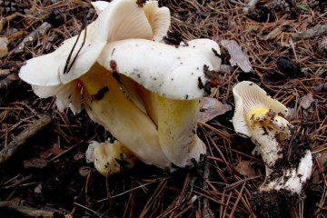 Hygrophorus chrysodon: higróforo dorado