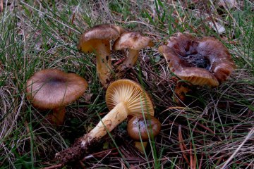 Hygrophorus hypothejus: higróforo de los pinares