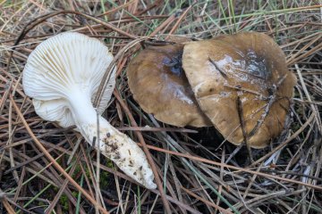 Hygrophorus latitabundus: higróforo olivaceo de pinares