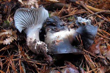 Hygrophorus marzuolus: ficha completa de la seta de marzo