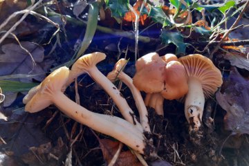 Cuphophyllus pratensis, higróforo de los prados