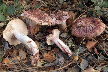 Hygrophorus russula, higróforo rosado