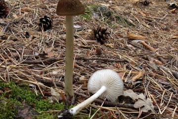 Hymenopellis radicata: seta de raíz profunda