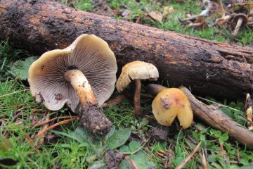 Hypholoma capnoides: hypholoma de laminas grises