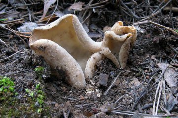 Hypotarzetta insignis: copa micorrizica mediterranea