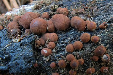 Hypoxylon hosianum: hipoxilon carbonoso de madera muerta