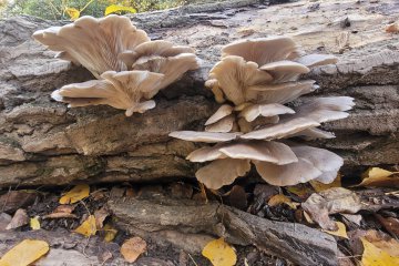 Pleurotus ostreatus: la seta ostra
