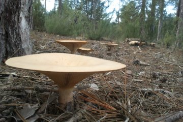 Platera o Infundibulicybe geotropa: cómo reconocerla, temporada y comestibilidad