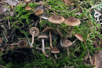 Inocybe petiginosa: inocybe escamosa y toxica