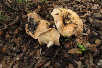 Lactarius mediterraneensis: falso níscalo de encina